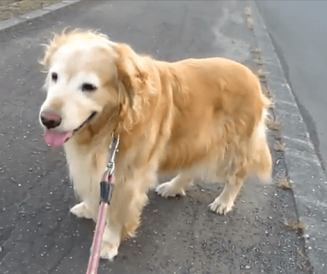 This Adorable Pup Walked So Much That Now She's Tired And Needs A Deserving Break!