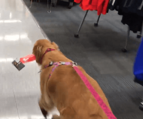 This Adorable Pup Is Going To Take The Time Of Her Life Shopping And Swimming Today!