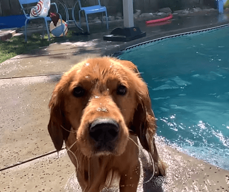 Don't You Just Love When Your Adorable Pups Get Wet And Then Shake Off Excess Water?!