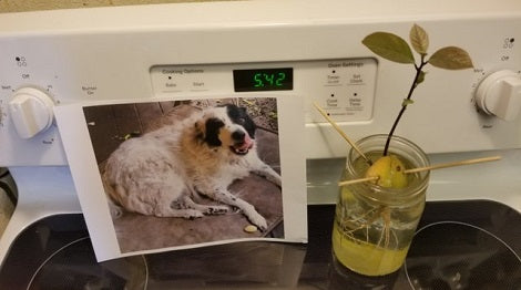 This Adorable Pup Is Doing The World A Big Favor - By Making Tasty Avocados!