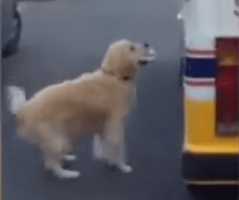 Aww!! This Adorable Pup Walks Up To An Ice Cream Truck And Waits For His Treat To Be Delivered!