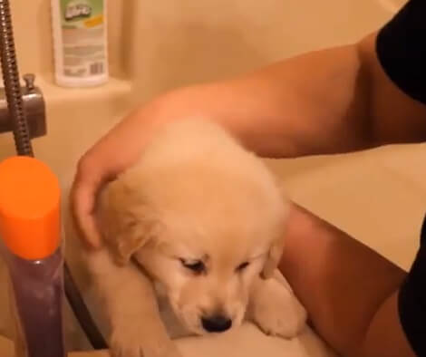 This Adorable Pup's First Time Bathing And Chilling Is Going To Bring Back Many Memories!