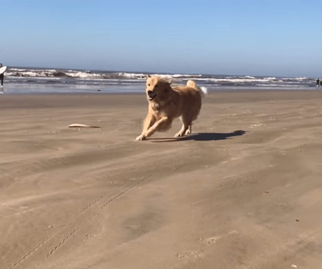Wait Till You See How These Pups Enjoy Their Day At The Beach! This Is Adorable!