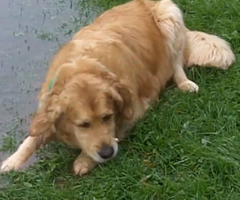 This Adorable Dog Is Absolutely Dying To Roll In The Puddle With Friends!