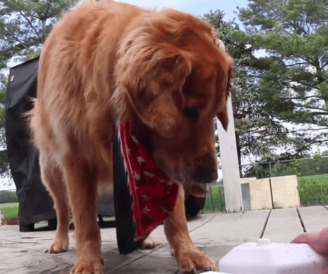This Adorable Pup Gets A New Toy Surprise, But He Just Isn't Too Fond Of It!