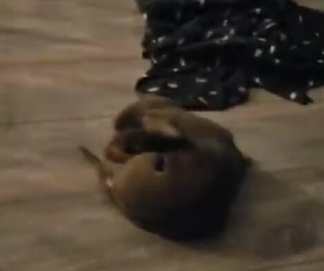 What Happens When Two Adorable Pups Try To Boss Each Other?! Check This Out!