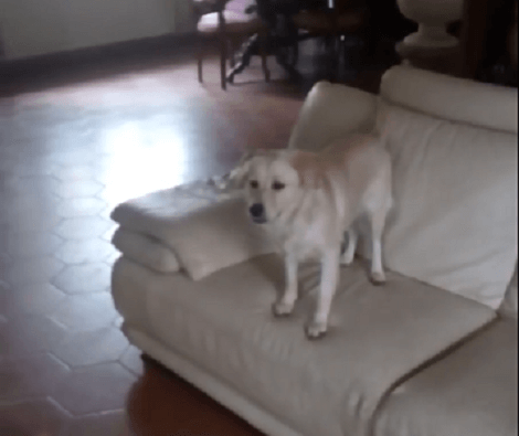 This Adorable Pup Was Caught Doing Something He Shouldn't Have! This Is Funny!