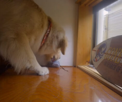 What Happens When An Adorable Pup Comes Across A Massive Toy Rat?!
