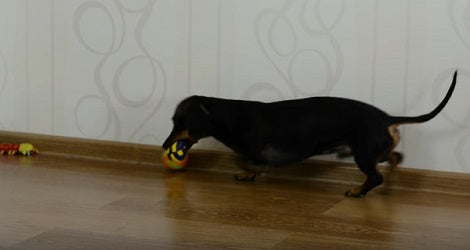 All This Pup Needs Is A Ball And Some Toys To Play Awesome Games With Mommy!