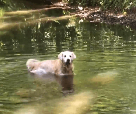 This Adorable Pup Is Super Happy Today And We Can't Blame Him - He's Going Swimming!