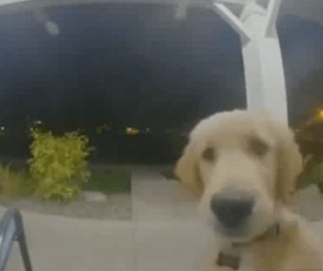 Adorable Puppy Locked Out Of The House Rings The Doorbell To Come Back Inside!