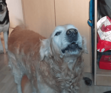 Wait Till You See What Happens When It's Time To Go Out For A Walk!