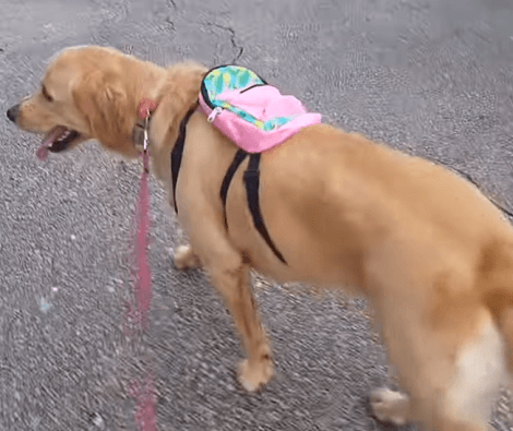 When It's Time To Go Out For A Walk, This Adorable Pup Brings Along His Backpack!