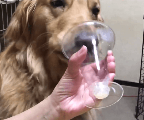 This Adorable Pup Is Having The Time Of Her Life Enjoying A Delicious Treat!