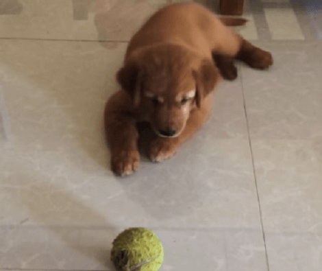This Smart Pup Knows That If There's One thing She Can Gnaw... It's Her Favorite Tennis Ball!