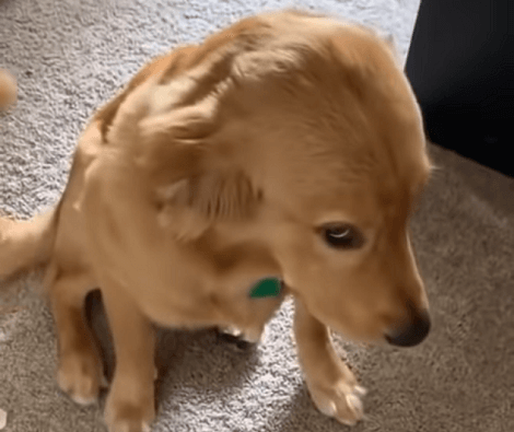 This Adorable Dog Looks Guilty After Being Caught Making A Mess!