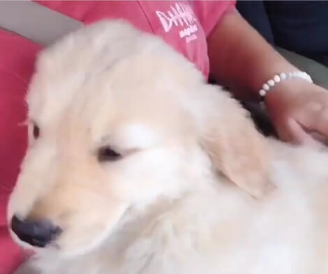 This Adorable Pup's First Day Home Is Filled With Love And Happiness!