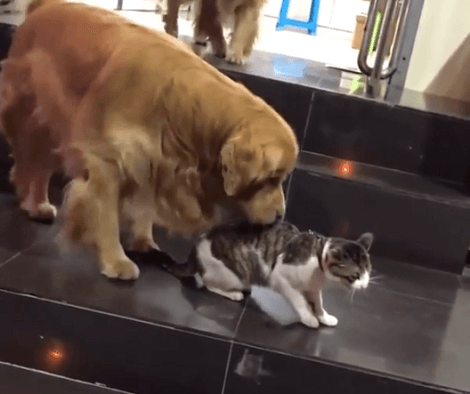 Watch How This Adorable Pup Drags The Cat Out Of A Fight! This Is Hilarious!