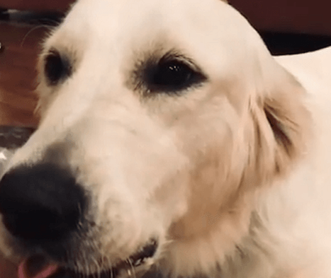 This Adorable Pup Has Become An Integral Part Of His Family's Life! Check This Out!