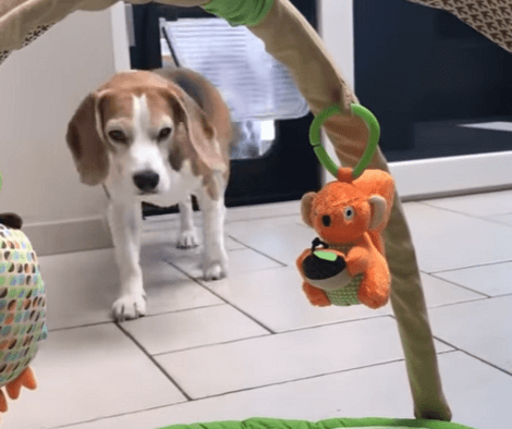 Adorable Pup Has Fallen In Love With The Baby's Socks. Watch What He Does!