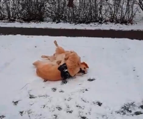 These Adorable Pups Are Enjoying Themselves In The Snow! Looks Like Fun!