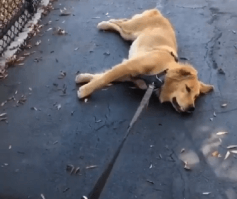 When This Adorable Pup Doesn't Want To Walk, This Is What He Does!