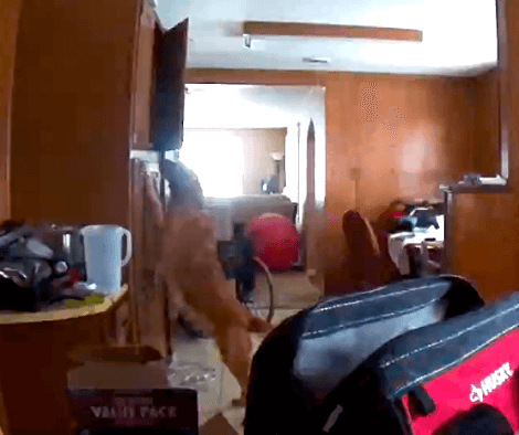 Adorable Pup Has No Idea Hidden Camera's Recording His Bread Theft!