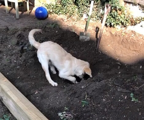 This Adorable Pup Loves Just One Thing - To Dig In The Garden!