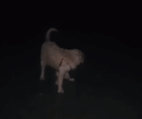 This Adorable Pup Loves Going Out For Walks In The Night And Today She's Found A Branch!