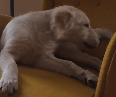 Adorable Pup Sitting On His Favorite Armchair Decides To Gnaw Away At His Toy!