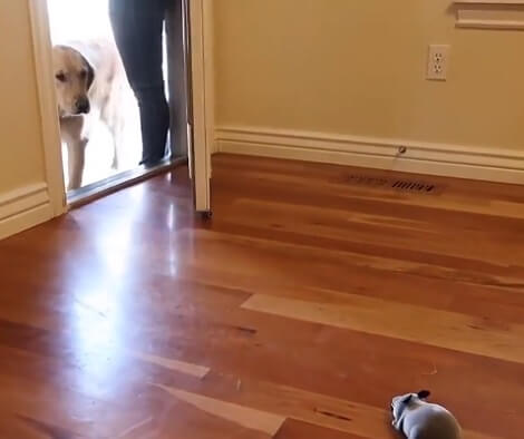 Adorable Pup Spots A Mouse And Her Reactions Are Absolutely Hilarious!