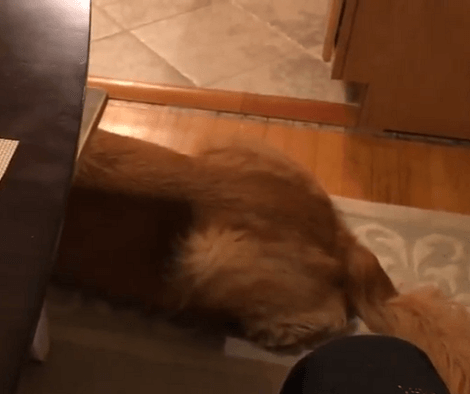 Dad Randomly Decides That His Adorable And Super Quiet Pup Deserves A Treat!