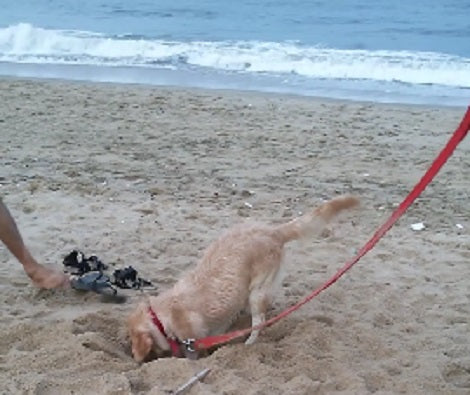 This Adorable Pup Has Definitely Smelled Something So She Won't Stop Digging!
