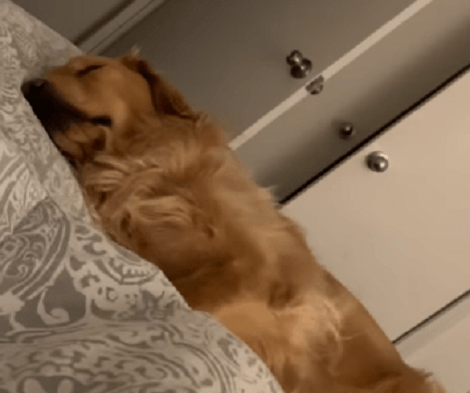 When It's Time To Sleep And Snore, This Adorable Pup Has Himself Completely Covered!