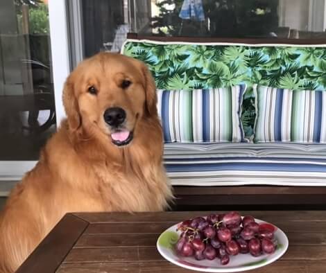 These Adorable Pups Absolutely Love Their Fruity Treats! Check This Out!