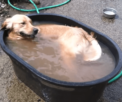 Adorable Pup Has The Time Of His Life Relaxing In A Tiny Bath Tub!