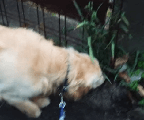 This Adorable Pup Is Out Sightseeing Today Near The Mountains! Check This Out!