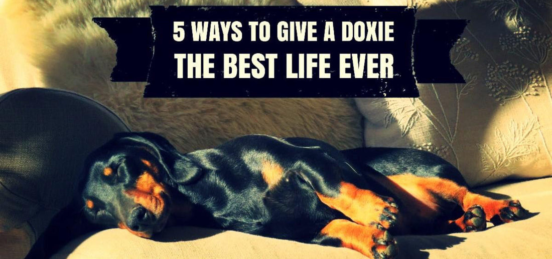 5 Ways To Give A Dachshund The Best Life Ever