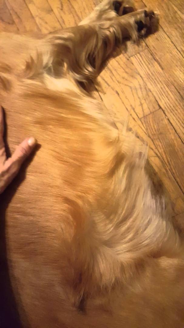 58 Days Pregnant Golden Retriever Shows Us Her Moving Tummy!