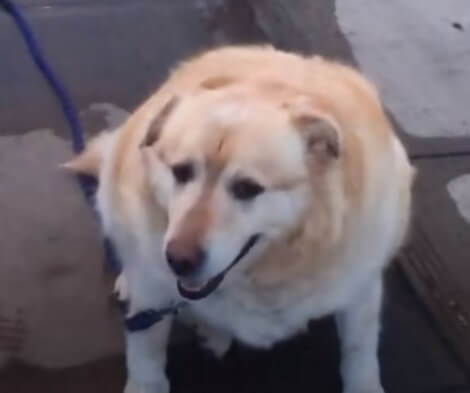 This Adorable Pup Who Weighed 173 Pounds Loses Over 100 Pounds Like A Boss!