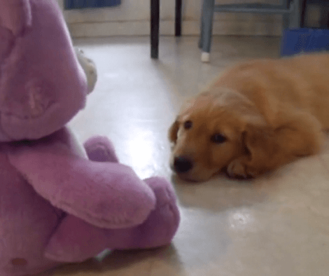 Have You Ever Seen A Care Bear Lull A Puppy To Sleep?! Check This Out!