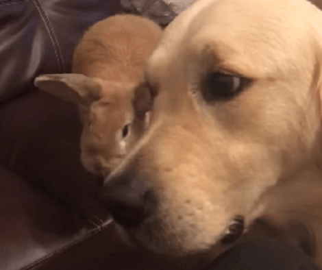 This Adorable Pup Loves Her Sibling, But Doesn't Want To Share A Pizza With Her!