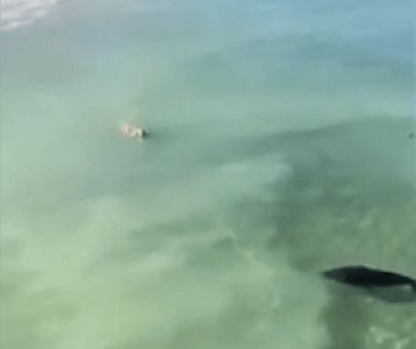 Watch How This Adorable Pup Surprises A Seal At The Beach!