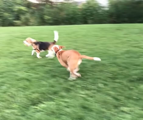 Watch How This Cheeky Pup Steals A Ball From Under Another Pup's Nose!