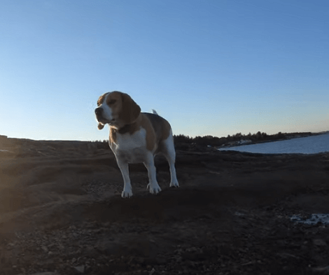 This Adorable Pup Is Having The Time Of His Life Enjoying Outdoors With His Dad!