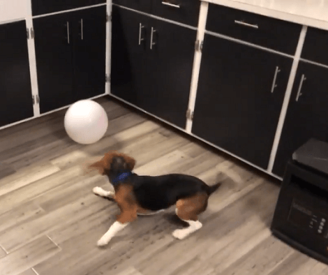 What Happens When Your Pups See Balloons? It's Definitely Fun To Watch Them Play!