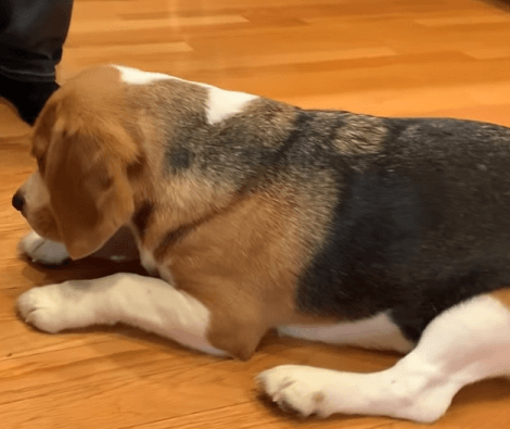 What Does This Adorable Prefer - Broccoli Or Cauliflower?! – A Dog's Love