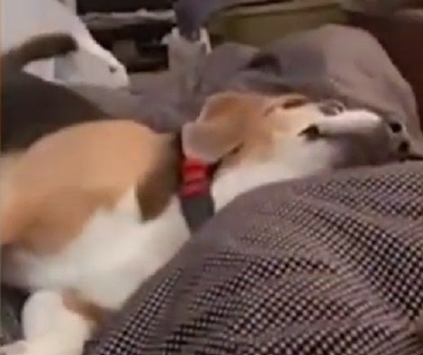 Hilarious Moment When Pup Plays Dead After Being "Shot" Twice!