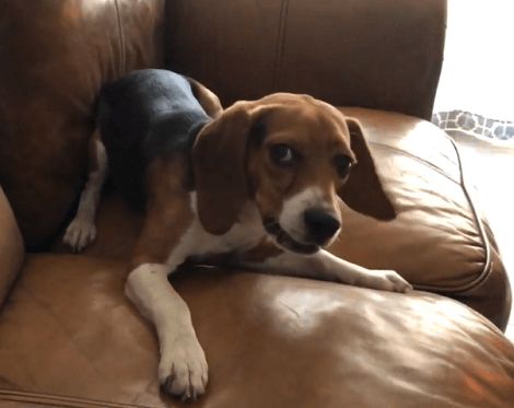 Is There Anyone On This Planet Who Can Compete With This Pup's Zoomies?!
