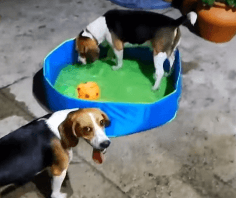 Two Best Friends Get Together To Have The Best Pool Party Of Their Lives!